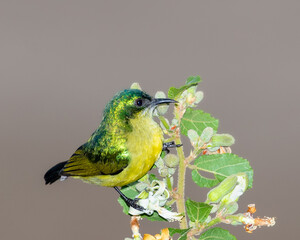 One female collared sunbird perched on a twig with a clean background