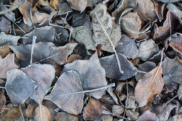 Fallen leaves in the frost