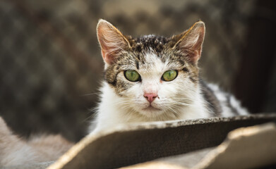 Beautiful stray and homeless cat mother portrait close-up with junkyard background