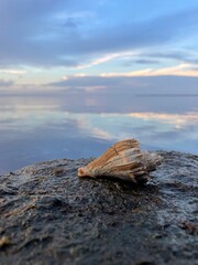 Seashell with blurred sunset skies over bay water