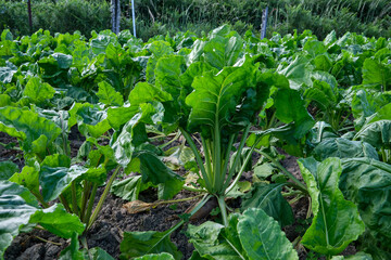 Beet plants in vegetable garden