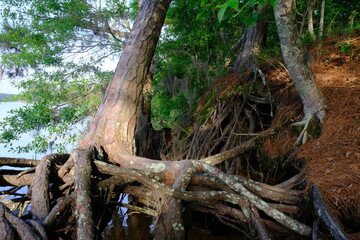 Indian Creek Recreation Area Louisiana
