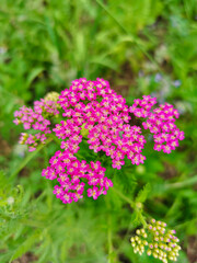 Pink flower in garden in full bloom on a background of green leaves in summer day