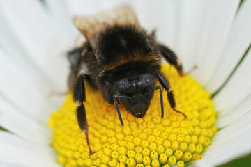 Frontal closeup of a worker of buff-tailed or large earth bumblebee,  Bombus terrestris, on a yellow flower of an oxeye daisy, Leucanthemum vulgare