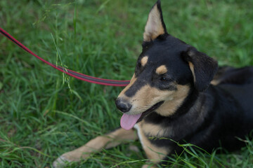 tricolor stray dog on a leash