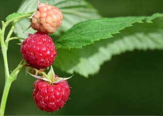 Fresh ripe and unripe raspberries grow on a raspberry bush against a green background