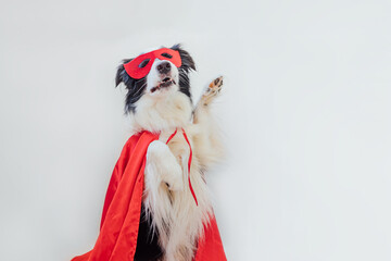 Funny portrait of cute dog border collie in superhero costume isolated on white background. Puppy wearing red super hero mask in carnival or halloween. Justice help strenght concept. © Юлия Завалишина