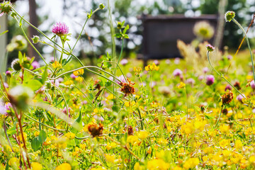 Summer lush grassland, colorful flowers, grass close-up, bright natural background