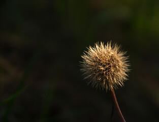 Gentle field plant that grows on a green lawn under the warm rays of the sun before sunset. Hairy inflorescence. Place for text. Close up
