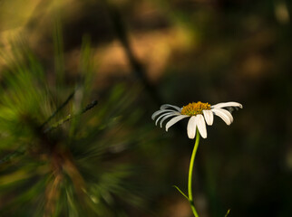 Gentle chamomile growing on a green lawn in the warm rays of the sun before sunset. Place for text. Close up.