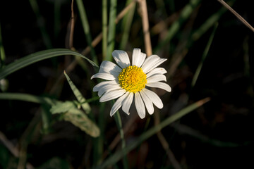 Gentle chamomile growing on a green lawn in the warm rays of the sun before sunset. Place for text. Close up.