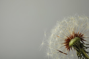 Beautiful dandelion flower on grey background, closeup. Space for text