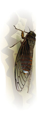Cicada fly 