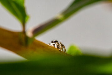 Garten, Pflanzen, Insekten, Spinnen, Tiere, Käfer, Schnecken
