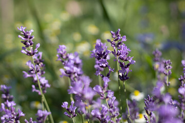 Blooming Lavender Hidcote flowers in close up, flower nursery