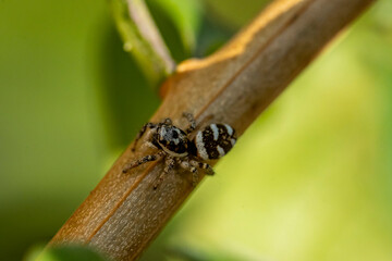 Garten, Pflanzen, Insekten, Spinnen, Tiere, Käfer, Schnecken