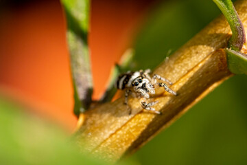 Garten, Pflanzen, Insekten, Spinnen, Tiere, Käfer, Schnecken