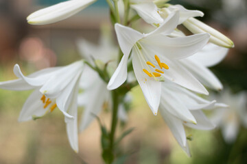 Obraz premium Two white lilies macro photography in summer day. Beauty garden lily with white petals close up garden photography. Lilium plant floral wallpaper on a green background.