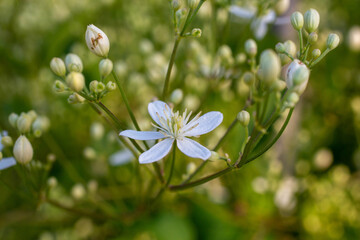 flowers in the grass