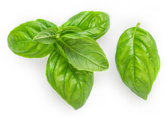 Fresh Basil leaves isolated on white background.