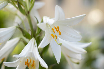 Fototapeta premium Snow-white lily, or pure white lily, or white lily a perennial bulbous plant. species of the genus Lily.