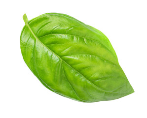 Fresh Basil leaves isolated on white background.