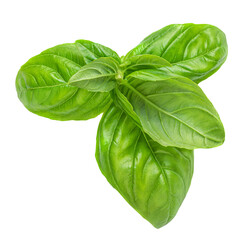 Fresh Basil leaves isolated on white background.