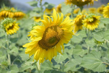 
Flowers give beauty, the fragrance is sensuous. fascinated by beauty