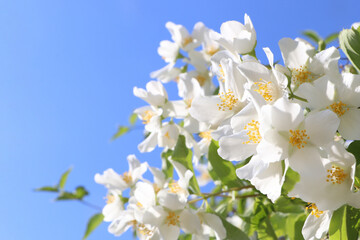 Closeup view of beautiful blooming white jasmine shrub against blue sky