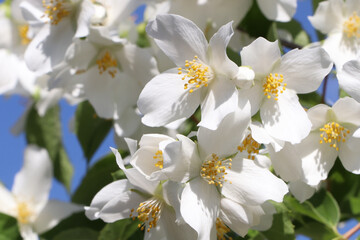 Closeup view of beautiful blooming white jasmine shrub outdoors