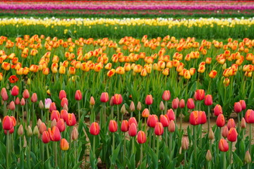 View of a colorful tulip field with flowers in bloom in Cream Ridge, Upper Freehold, New Jersey,...