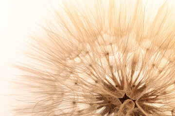 Fototapety  Beautiful fluffy dandelion flower on beige background, closeup