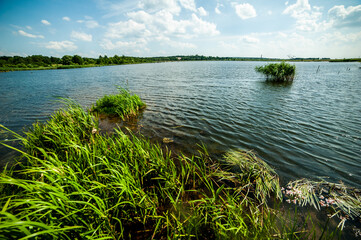 Summer lake near the forest with trees.