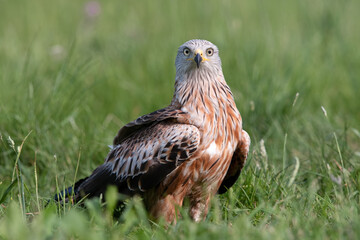 Portrait of Red Kite (Milvus milvus) bird of prey