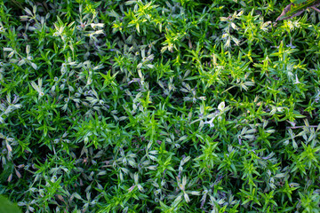 green grass background