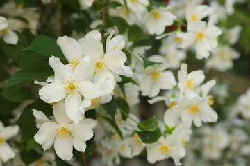 Fototapeta na wymiar Beautiful blooming white jasmine shrub outdoors, closeup