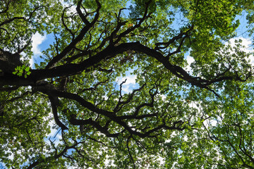 Part of the crown of a deciduous tree against a background of blue sky and clouds. Shown are the...
