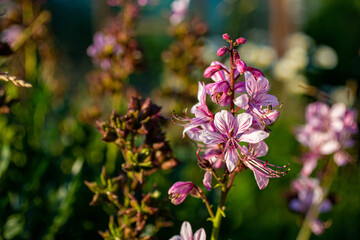 purple and white flowers