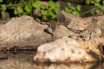 lagartija común en las piedras del estanque bebiendo agua 