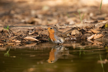 Petirrojo europeo bañándose en el estanque del parque  (Erithacus rubecula)