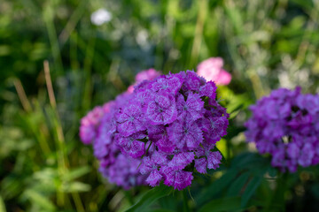 flowers in the garden