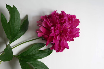 Pink peony with green leaves close-up on a white background.