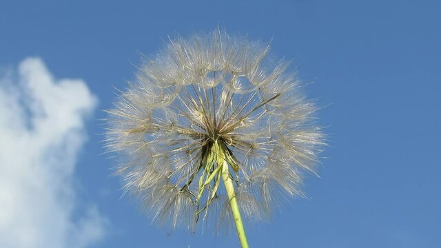 Big dandelion on a background of blue sky Tragopogon pratensis L
