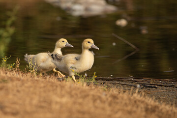 pareja de patos jóvenes en el estanque