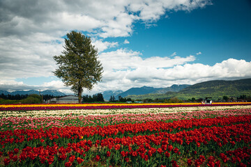 Fototapeta na wymiar tulip blossom festival with mountains 