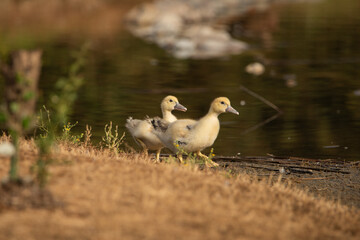 pareja de patos jóvenes en el estanque