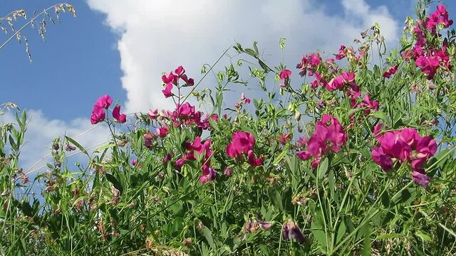 Green plants with pink flowers clouds sky