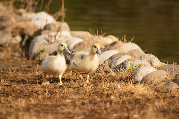 pareja de patos jóvenes en el estanque