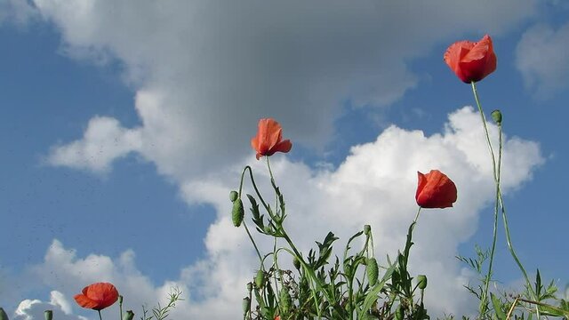 Red poppies against the sky.