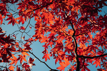 autumn leaves background